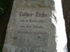 Luther-Eiche in Luga